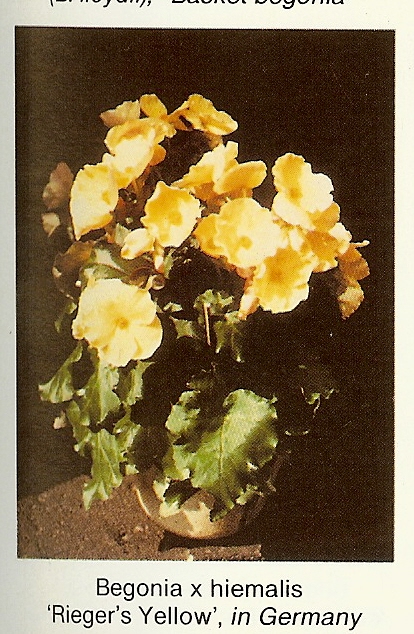 B. ‘Rieger’s Yellow’